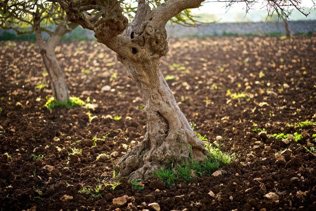 Masseria Ciavea Gioia Del Colle Kültér fotó