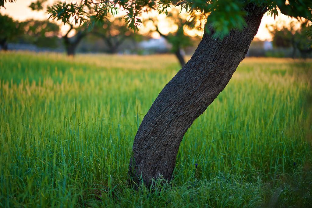 Masseria Ciavea Gioia Del Colle Kültér fotó