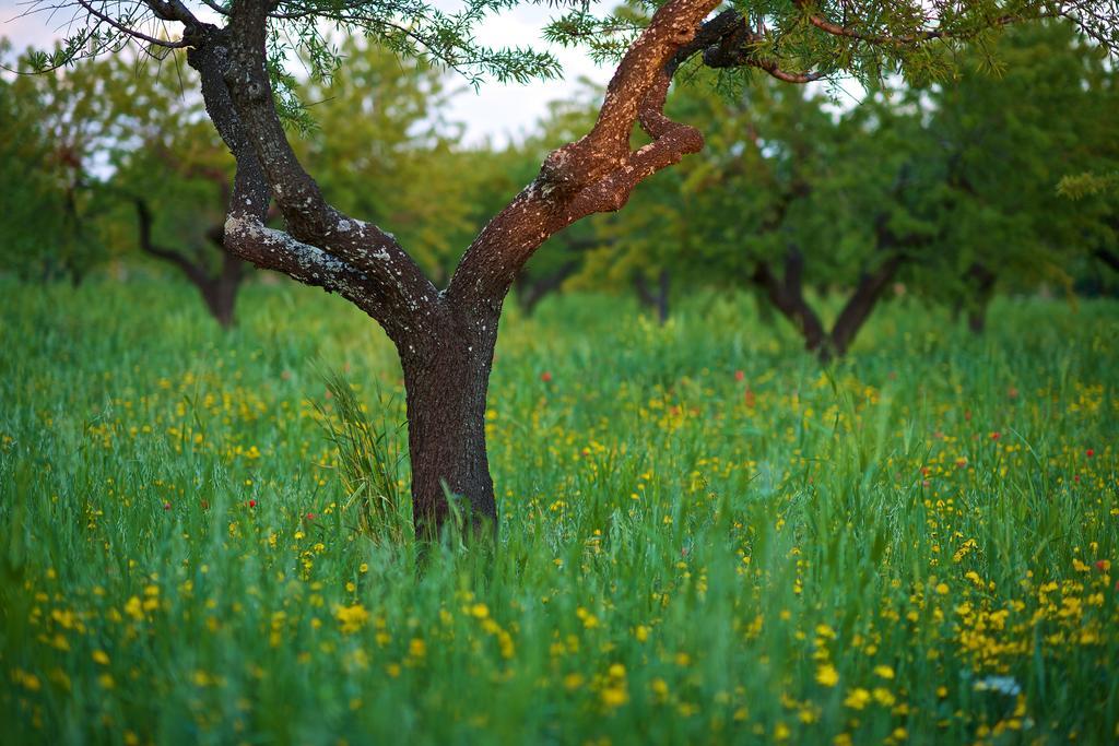 Masseria Ciavea Gioia Del Colle Kültér fotó